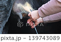 Hands Milking Cow On Rural Farm Close Up, agricultural video frame showing traditional dairy work and fresh milk stream 139743089