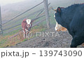 Cows Standing Near Wooden Fence In Foggy Pasture, rural farm video frame with soft mist, muddy ground and quiet countryside 139743090