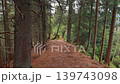 Evergreen Forest Trail Through Tall Spruce Trees, quiet woodland video frame with mossy roots, brown needles and natural hiking path 139743098