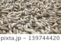 maggot worms crawl and move on a surface in a close-up view during daytime 139744420