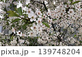 Sakura blossom garden, many white flowers  139748204