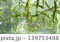 Sea grapes floating in a tank; seaweed unique to Okinawa Prefecture; green caviar 139753498