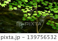 新緑の坊主ヶ滝 139756532