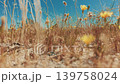 Low angle view of yellow desert flowers growing in dry Palm Springs field under warm California sunlight 139758024