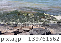 Stormy Marmara waves crash against Florya rocks, seaweed and pollution highlight urgent need for ocean protection. 139761562