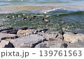 Stormy Marmara waves crash against Florya rocks, seaweed and pollution highlight urgent need for ocean protection. 139761563