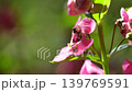 Closeup of a bee collecting nectar from a pink flower in natural sunlight. Macro nature scene with soft green background and delicate floral details. 139769591