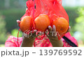 A lady holding the oranges in the red transparent package for giving as a present in the Chinese New Year. Giving tangerine as a symbol of luck and wealth. 139769592