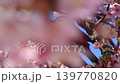河津櫻花和褐耳鵯預示著春天的到來。 139770820