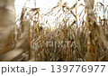 A corn field where dry corn stalks move softly under a gray sky in the afternoon breeze. 139776977