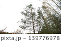 Trees move gently as wind flows through a forest under a gray sky in this moment captured during daytime. 139776978