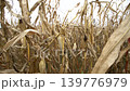 Corn plants move gently in a field while harvest time approaches, showing dry stalks and golden hues as the sun sets. 139776979
