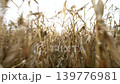 Walking through a cornfield with dry plants under a cloudy sky while the camera captures the surrounding environment. 139776981