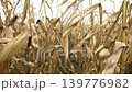 Corn plants stand tall and dry as harvest season nears, with farmers getting ready to collect the crops in the open field. 139776982
