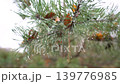 Rain falls on pine needles and cones, creating droplets that glide down the branches in a forest during cloudy weather. 139776985