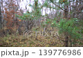 Focus shifts from green pine branches to surrounding trees with orange and brown leaves on a foggy day in a quiet forest. 139776986