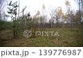 Exploring a forest with tall trees and colorful leaves on the ground during autumn season with overcast skies. 139776987