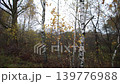 Leaves are falling from trees in a forest by the river on a cloudy afternoon. The branches sway gently in the breeze. 139776988