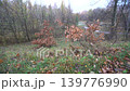 Natural area filled with autumn leaves. The trees are in different fall colors as the sun sets in the background. 139776990