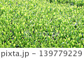 茶畑の風景 139779229