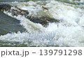 Closeup detail, water flowing in river on sunny day forming white waves 139791298