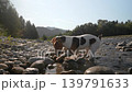 Small Jack Russell terrier dog playing near the river, digging into wet ground and round stones, sun lit river, trees and hills background 139791633