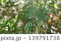 Closeup detail on fern leaves moving in slow wind, blurred green jungle background 139791738