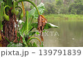 Rain falling on a lake in jungle, closeup on palm tree / bush with wet leaves foreground, Madagascar rainforest 139791839