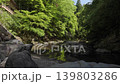 Kyoto's hidden gem. A video of the fresh greenery of early summer and the clear stream of Takao. 139803286