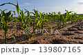 a crop of sweet corn in a field in the summer, a field with green corn sprouts against a blue sky 139807165