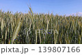 hybrid green cereals resistant to cold, a field with cereal plants in eastern Europe, a field against a blue sky 139807166