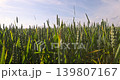 hybrid green cereals resistant to cold, a field with cereal plants in eastern Europe, a field against a blue sky 139807167