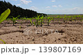 green corn sprouts in a field, growing sweet corn in eastern Europe against a blue sky with clouds, landscape 139807169