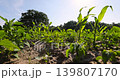 green corn sprouts in a field, growing sweet corn in eastern Europe against a blue sky with clouds, landscape 139807170