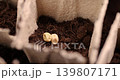 paper pots made of peat with chernozem and corn seeds, planting sweet corn grains in fertile soil in paper biodegradable pots, close up 139807171