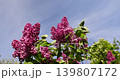 Beautiful blooming lilac bushes closeup, a spring park with blooming lilac flowers in the spring season, details of flower inflorescences 139807172