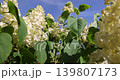 flowering yellow lilac bushes, a spring park with blooming yellow lilac flowers in the spring season, flowers for decoration in the park 139807173