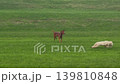 Two Dogs Running Across Green Meadow 139810848