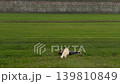 Child Rolling On Grass With Dog 139810849