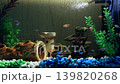 Ornamental fish swim peacefully in a home aquarium. 139820268