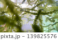 Sea grapes floating in a tank; seaweed unique to Okinawa Prefecture; green caviar 139825576
