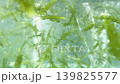 Sea grapes floating in a tank; seaweed unique to Okinawa Prefecture; green caviar 139825577