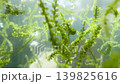 Sea grapes floating in a tank; seaweed unique to Okinawa Prefecture; green caviar 139825616