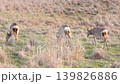 野草を食べる野生のエゾシカ 139826886