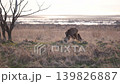 野草を食べる野生のエゾシカ 139826887