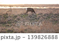 野草を食べる野生のエゾシカ 139826888