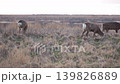 野草を食べる野生のエゾシカ 139826889