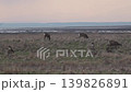 野草を食べる野生のエゾシカ 139826891