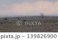 野草を食べる野生のエゾシカ 139826900