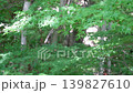 Fresh green branches and leaves of maple trees, the new greenery of the forest in early summer. 139827610
